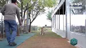 121K views · 2K reactions | About Dog Palace lebanon interview 2017 with Rita Rahbani at New TV. Contact 78885052-76747740- Dekwaneh, Mansourieh side, next to Esib university and Zone Restaurent | Dog Palace Lebanon | Facebook