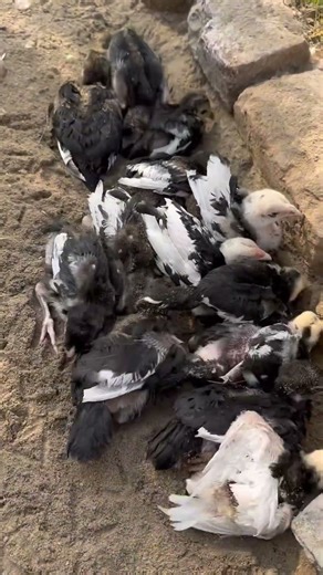 Benefits of mud bathing for chicks and chickens #chicks #chickens #mud #poultry #minizoo