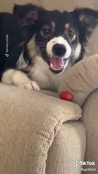 Go Fetch on TikTok