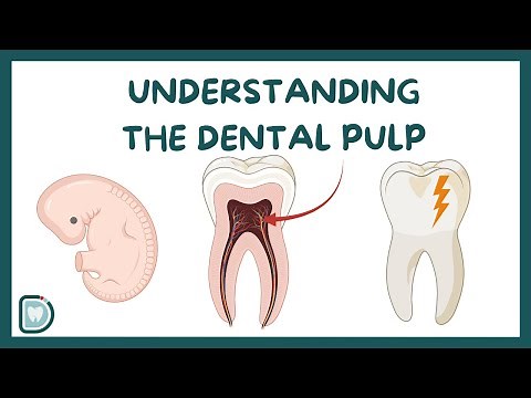 Biology of the Dental Pulp: A Comprehensive Guide for Dental Students
