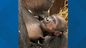 The votes are in and this is the name of the National Zoo's new gorilla