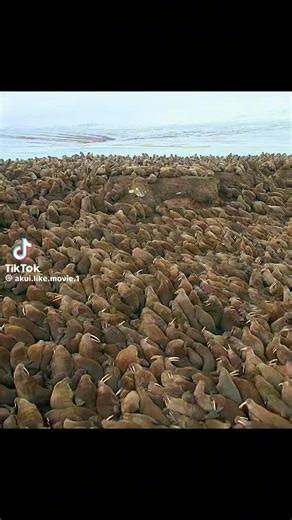 milenium (@milenium2131)’s videos with original sound - milenium