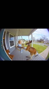 Hero Dog Saves Baby From Kangaroo in Dramatic Porch Encounter. A family in rural Australia is praising their pet dog after a startling incident on their front porch was captured by a home security camera. The footage shows a large kangaroo approaching a baby who had been resting in a backyard swing, only for the family’s dog to intervene at the last second and drive the animal away. The video begins with a quiet scene. The baby’s swing sways gently while the parents are just out of frame, finish
