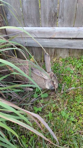 Buster the Giant Rabbit pops out from the bushes. Please like and subscribe