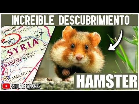 La HISTORIA del HAMSTER