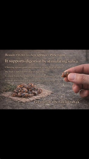 Why chew pine gum? Because your body remembers it. Long before brightly wrapped sticks of plastic filled checkout aisles, people chewed tree resin. Not for novelty — but for purpose. Pine and spruce gum were part of daily life: for oral hygiene, for focus, for calming the nervous system, and simply to keep the mouth busy while working long days outdoors. Tree resin is alive with the forest. When you chew it, you’re engaging your jaw the way it was designed to move, stimulating saliva naturally, 