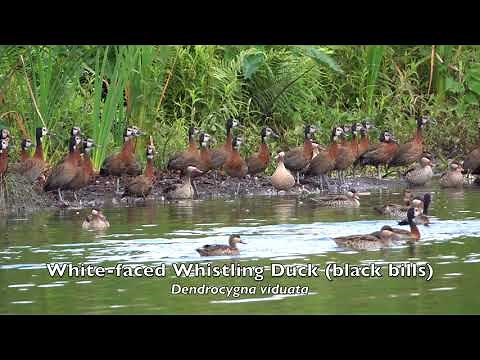 Birding Parc de Tsarsaotra, Antananarivo, Madagascar - 2018