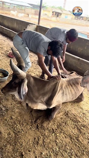 Er brachte den Stier dazu, sich aufrecht hinzusetzen. #stier #kuh #cow #healthycalf #calvingseason