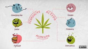 Divulgación Científica - Los efectos de los cannabinoides