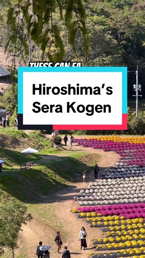 Exploring the Stunning Flower Fields of Sera Kogen in Hiroshima