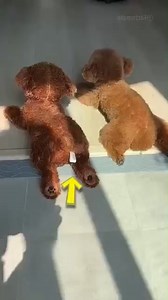 71K views · 469 reactions | TEN SZCZENIACZEK NIE CHCE ISC DO WETERYNARZA!? #viral #fyp #szczeniaczek #weteryniarz #dog | NaWesolo | Facebook