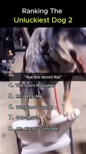 Ranking the unluckiest dog alive 🦮 #shorts