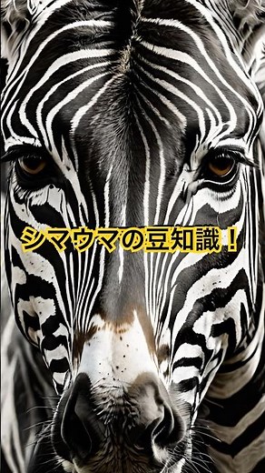 シマウマの豆知識！