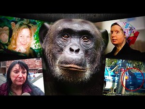 The VIOLENT Story of Travis The Chimp