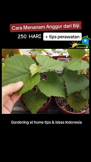 Cara Menanam Anggur Dari Biji dengan Mudah