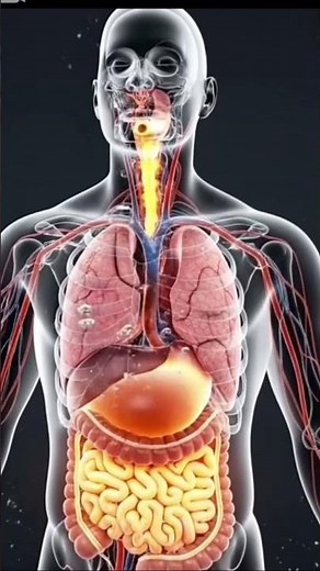 What really happens inside your body when you drink too much soda