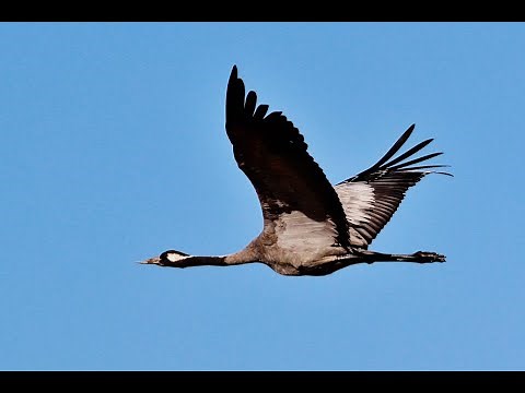 Common Crane (Grus grus) on migration - Γερανός - Kouklia dam 8/11/2020 - Cyprus