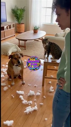 Guilty Dog vs. Snitch Cat 😹🐶 | Who Made This Mess?!