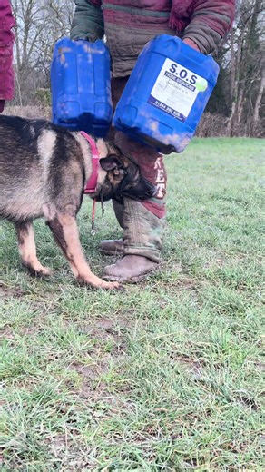 Teaching German Shepherds Effective Bite Work Techniques