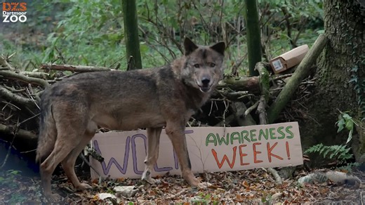 🐺 Today marks the start of Wolf Awareness Week! 🐾 At Dartmoor Zoo, we're proud to care for two incredible Iberian wolves, Raul and Gregorio, who are in their golden years at about 13–14 years old. 🧡 #DartmoorZoo #DZS #Devon #WolfAwarenessWeek | Dartmoor Zoological Society