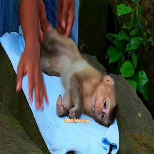 173K views · 2.3K reactions | Poor Tinny baby monkey Rainbow crying like that, Rainbow seem really hungry and crying ask for fo | MiMi Monkey | Facebook