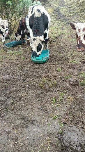 Videos de 🫸🏻⚡️👑🫷🏻 (@mi_music_0) con “sonido original - atodoclasicosdelsigloxx”