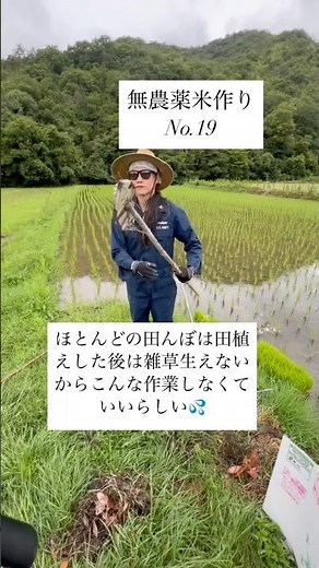 昭和の道具で田んぼの草取り#無農薬栽培#日本文化 #お米作り