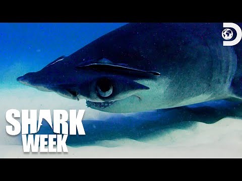 Most Remarkable Shark Encounters from Shark Week’s Sharksanity 3: 2016 | Discovery