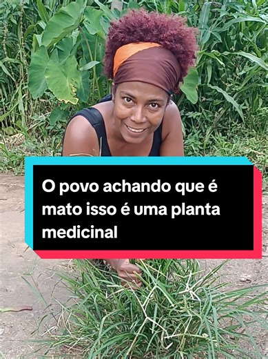 Pé-de-galinha: A Planta Medicinal na Cultura Popular
