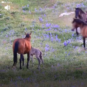 1.1M views · 5.6K reactions | Ze wilden hem ‘elimineren’. Ondanks dat het nog maar een baby was. Zijn groep accepteerde hem niet. Maar zijn moeder zou hem verdedigen. Dit veulen werd aangevallen door andere paarden. Ze wilden zijn kracht op de proef stellen. Hoewel hij nog maar een paar minuten oud was en zijn moeder dat niet toestond. Deze kleine zou echter laten zien waartoe hij in staat was. | Positief | Facebook
