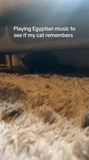 Playing Egyptian Music to Test My Cat's Memory