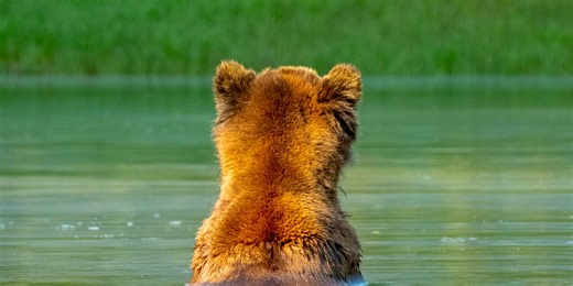 My definition of 'bearish' is different from yours 🧸