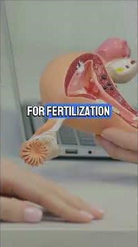 IGCSE Biology Chapter 15: Reproduction In Humans