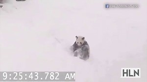 SQUEE! Watch this adorable panda roll down a snowy hill! 🐼 | HLN