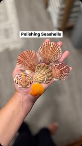 114K views · 5K reactions | Next time I’ll use a bigger brush! All of these scallops were found in southwest Florida, except for the Lion’s Paw (the bumpy one) which I found in Palm beach county on the east coast! I use mineral oil to bring back the colors on dry shells. #seashells #beachfinds #swfl #polishingshells #mineraloil #floridaseashells #scallopshells | Let's Go Shelling | Facebook