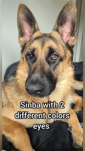 Special Sinba - A Unique German Shepherd with two different colored eyes 👀 😍 #shorts