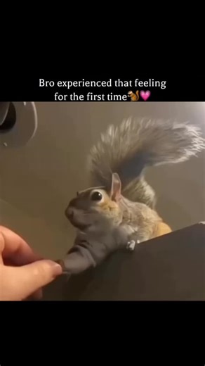 Tech | Explanation | Weird Facts on Instagram: "You won’t believe what this squirrel does next… 🐿️❤️ A man gently reaches out…just to show a little love. But then something unexpected happens—the squirrel grabs his finger… like it’s asking for more affection. Suddenly this tiny moment turns magical. ✨ A wild animal… trusting a human… choosing to stay close instead of running away. Squirrels are usually shy— but kindness changes everything. A simple touch…a tiny gesture… but a whole story of tru