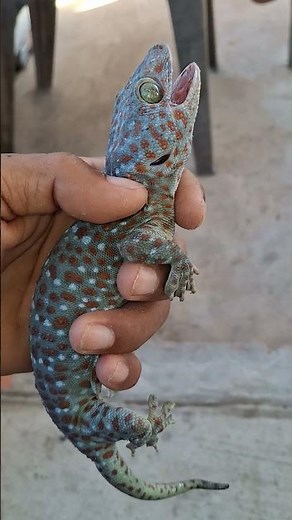 Tokay gecko sound