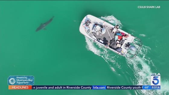 Saving Our Seas: White Shark Wonders dives in CSULB Shark Lab
