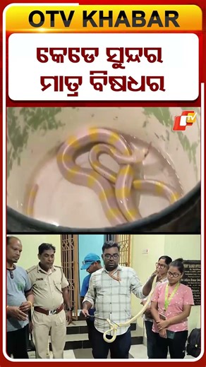 Rare Albino Snake Rescued from Bhadrak, Odisha Stuns Locals