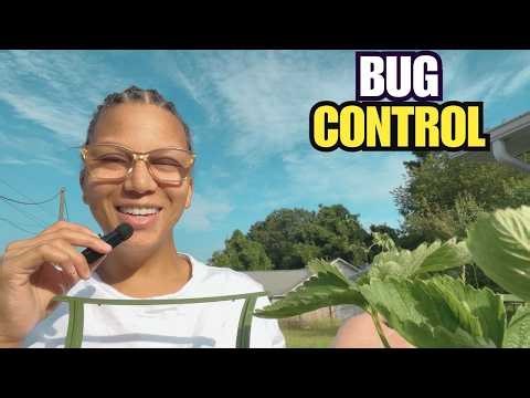 How to Stop Stink Bugs and Leaf-Footed Bugs From Taking Over Your Garden