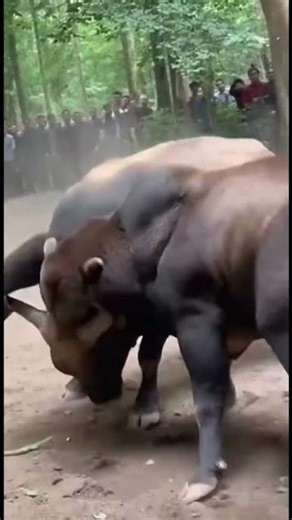 Grizzly vs Bull Clash: Raw Power, Real Impact! #animals #funny #bull #animalfight