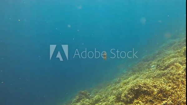 Scribbled filefish (Aluterus scriptus) swims gracefully near the coral reef in the Raja Ampat archipelago, Indonesia. The unique patterns and movements of this fish highlight the marine biodiversity.