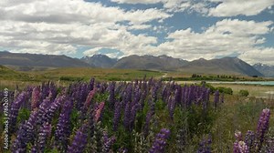 Lupine invasion, southern Alps dominated by introduced lupine fields. Lake Tekapo, New Zealand