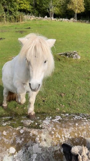 Alvin is teaching the little ones everything he knows! 😂🥹 ❤️ Click the subscribe button if you want to support Alvin and his friends and get exclusive behind-the-scenes content! #superponyAlvin #clickertraining #shetlandpony #minishetland #minihorse #snow #sweden #winter #9gag #pubityreels #thedodo #rearinghorse #tricktraining #pony #horsesofinstagram #poniesofinstagram #reels #positivereinforcementtraining #forcefreetraining | playlovelearn.se