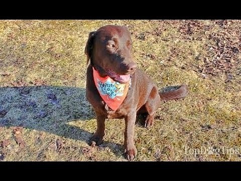 How to Make a Dog Bandana Without Sewing (Easy DIY Guide)