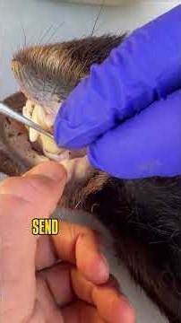 HOW BEAR CHECK-STATIONS WORK #cpw #bear #elk #deer