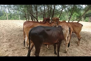 176 reactions · 13 shares | For Enquiry / To Know More Visit : https://www.ayurvedayogavillage.com/ WhatsApp : https://wa.me/918157011347 Tridadvisor Reviews : https://www.tripadvisor.in/Hotel_Review-g10814519-d10673139-Reviews-Ayurveda_Yoga_Village-Kadekodi_Uttar_Kannada_District_Karnataka.html Video Reviews : https://www.youtube.com/channel/UCUE7JH2fvMjLIavhQI-xpkA/videos | Ayurvedayogavilla | Facebook