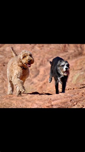 25 reactions | Happy Gotcha Day!! It’s been seven years of fun and travel. Been camping across country twice, sailing the Caribbean, romping and hiking all over the places- ooooo we’ve been having fun. Happy 8th birthday my little friend! | Mary Lee Readyhough Blackwell | Facebook