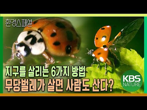 지구를 살리는 6가지 방법-무당벌레가 살면 사람도 산다? [환경스페셜-지구를 살리는 6가지 방법] / KBS 20090902 방송